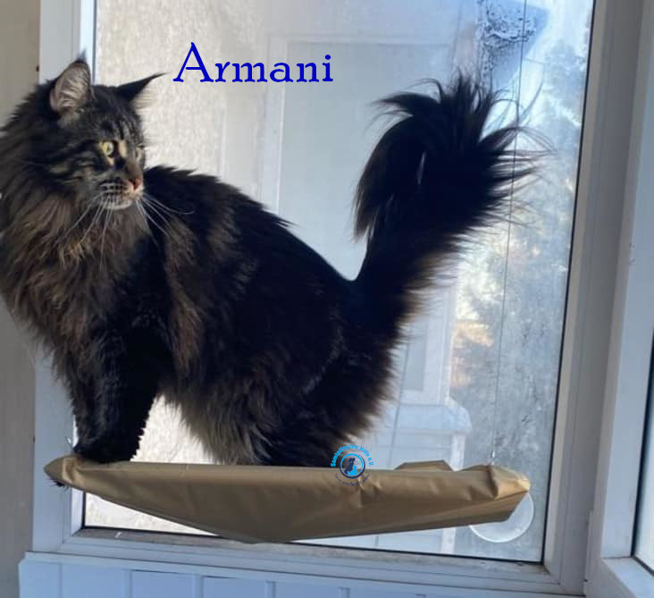Fremde_Katzen/Armani und Ambassador/Armani und Ambassador19mN.jpg